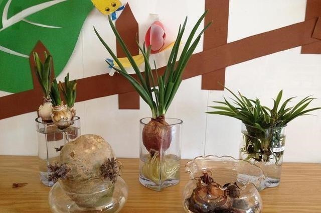 玻璃杯|5种蔬菜吃完根别扔,丢水里就疯长,7天养成花,比绿萝还要美