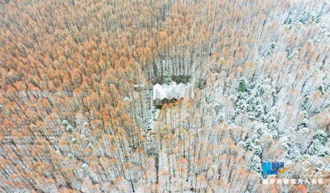 平分秋色|“平分秋色”的山王坪“白了头”