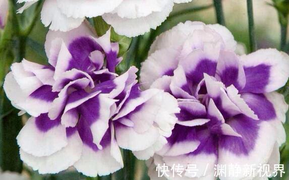 老人|家中有老人养“它”花语温馨与慈祥，开花颜色特殊，花叶俱美