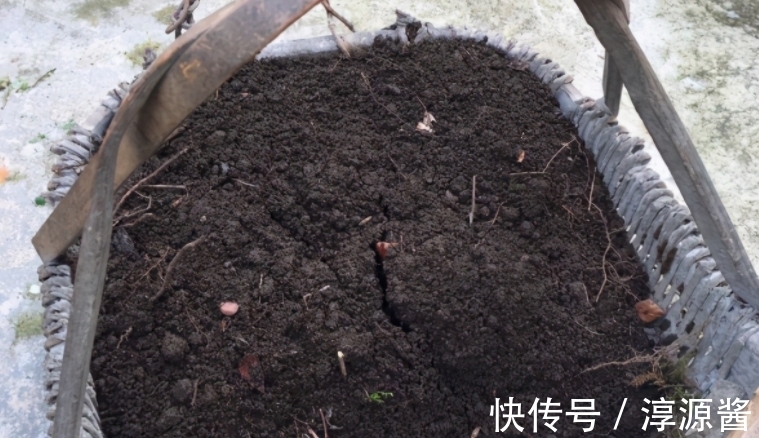 花卉|花土中长“白霜”,是因为这3方面出问题,请快速“对症解决”