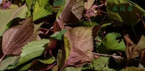 功效|用对紫苏，不仅散寒，还有意想不到的功效