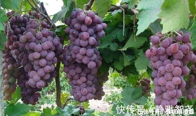 健康|常吃葡萄,好处多多,但切莫与一物同食,为了健康要早点了解