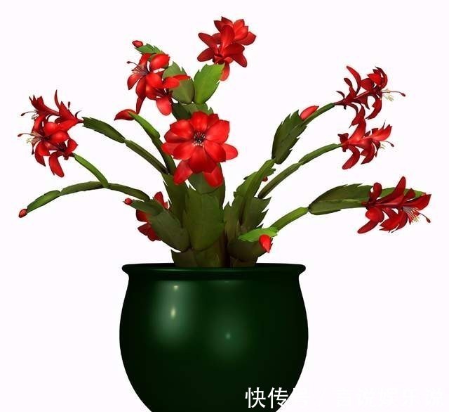 肥料|蟹爪兰花败后,做好5步处理法,没准还能再开一波!