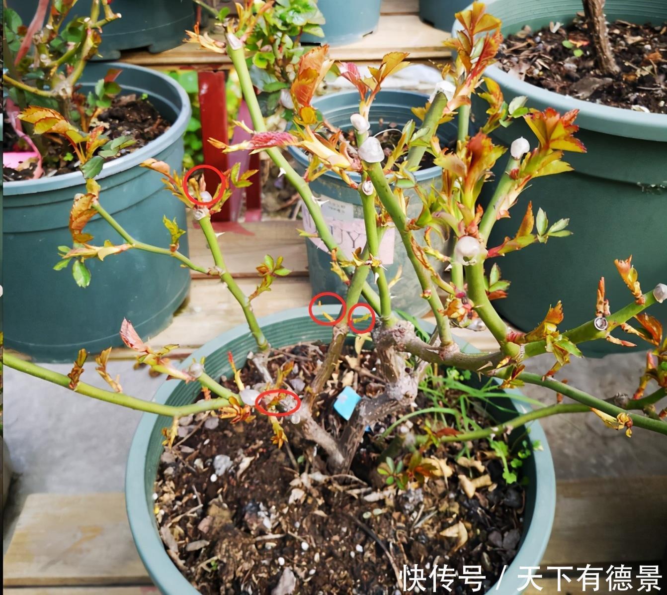 月季春天“压一下”，一个芽变成一排芽，花量多5倍，阳台高颜值