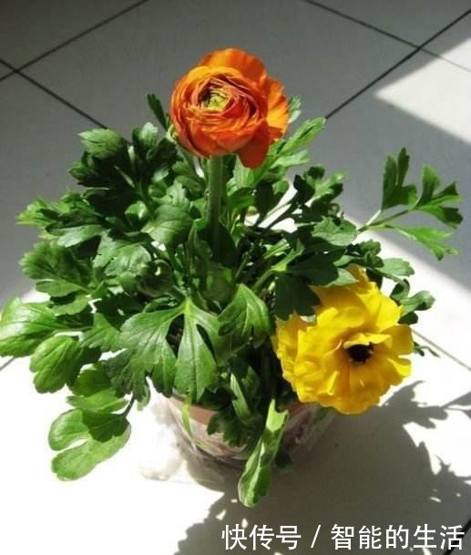 除了蟹爪兰,你可以养“芹菜”,开出牡丹花,花苞色泽艳丽又大朵!