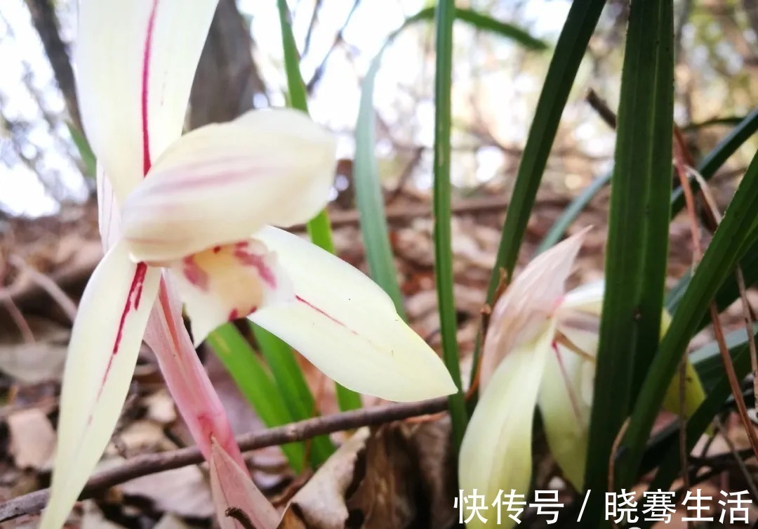 兰花|这样的兰花,无论怎么施肥都不开花,磷酸二氢钾也不行