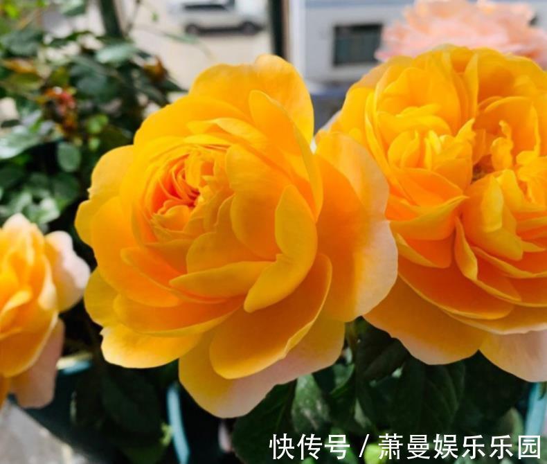 客厅|养花六年,4种花一直不舍得扔,我有喜欢它们的理由