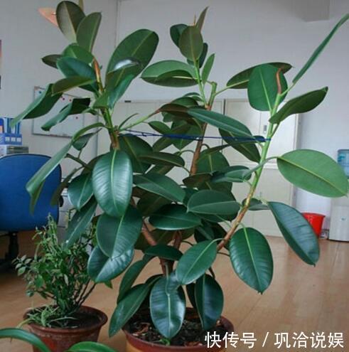 香蕉皮也是养花 宝 学会2种方法 养花叶子油绿 新芽多 快资讯 香蕉皮也是养花 宝 学会2种方法 养花叶子油绿 新芽多 快资讯