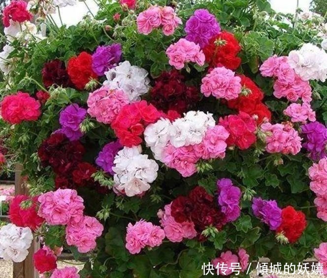 天竺葵|养花就养这几款,全年开花不停,花大色艳很漂亮,谁养谁爱