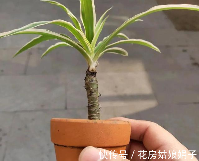 花友们|6块钱的吊兰,3年养成老桩,5年变成1棵小树,做好4点就行