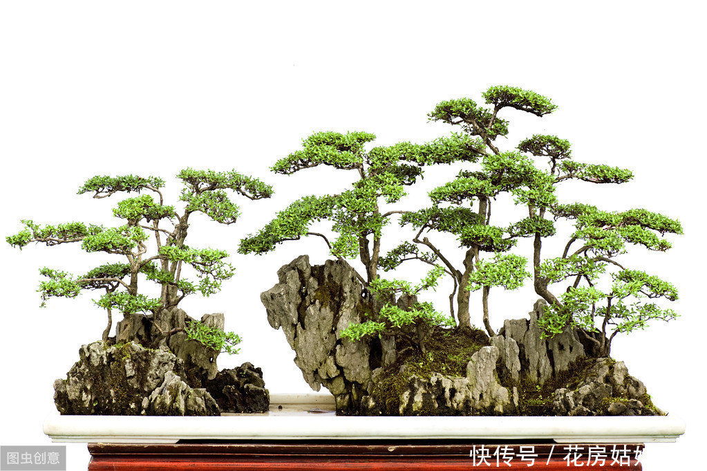 防治|盆景养护管理时，病虫害频繁侵害怎么办？娟子用4个方法来防治