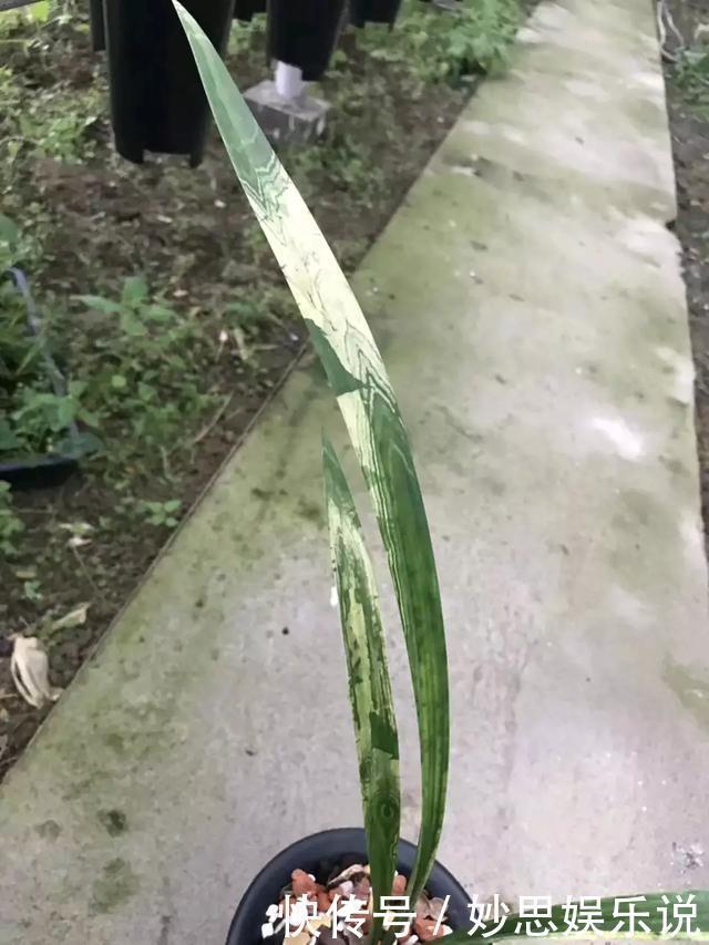 一盆兰花居然值一栋海景房,看叶子就知道艺兰一般人玩不起