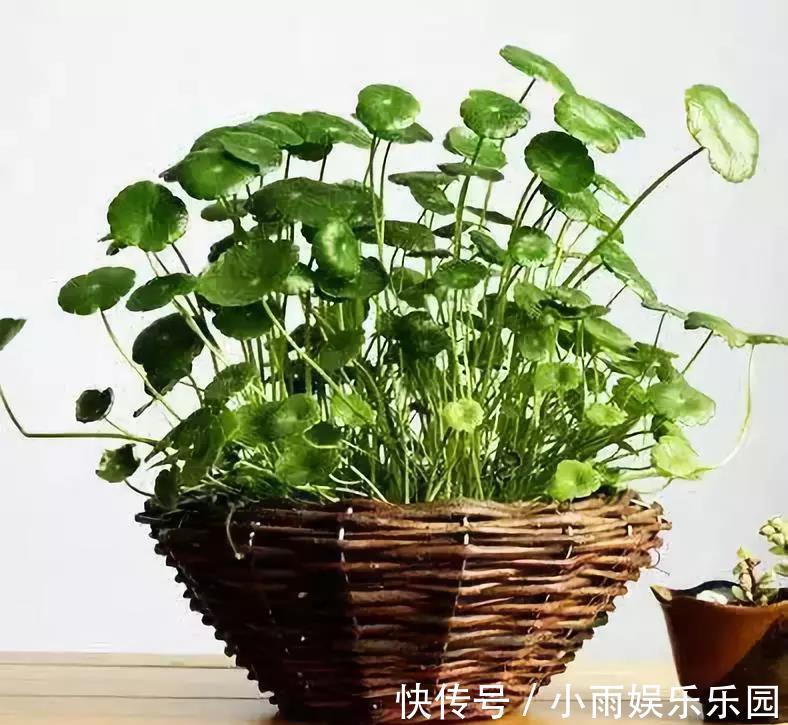 冬季养花大全,家里有这21种花的看过来