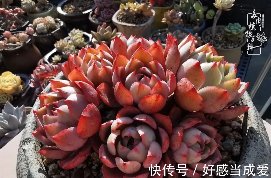 治愈之“肉”:愿所有的养肉人都被这些“胖子们”治愈