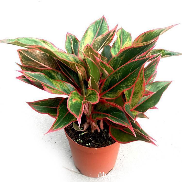 寓意|选耐阴花看看这5样,养家里寓意好,阴暗处也照样开花