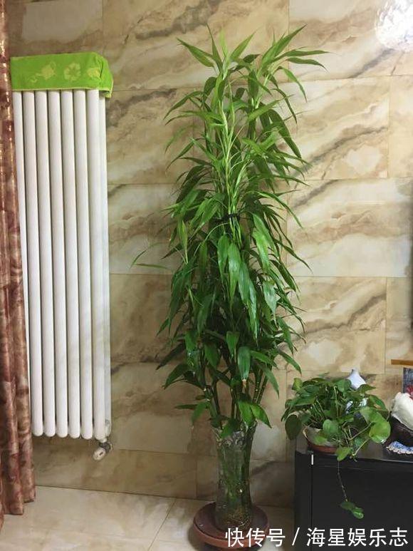 漂亮|养花来点“小肥料”,养成1米8大个子,直挺挺冒叶子,开花漂亮