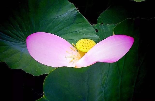 湿气|中伏后,谨记饭后“3不宜”,睡前“3不要”,防湿气少生病