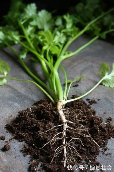 挥发油|这些厨房“边角料”是天然感冒药，不花一分钱轻松治感冒，再也不用去药店了