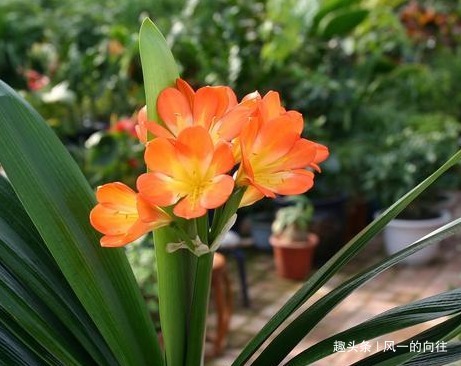 家养君子兰总是难开花,花箭爆出开满盆只需要做好这些细节