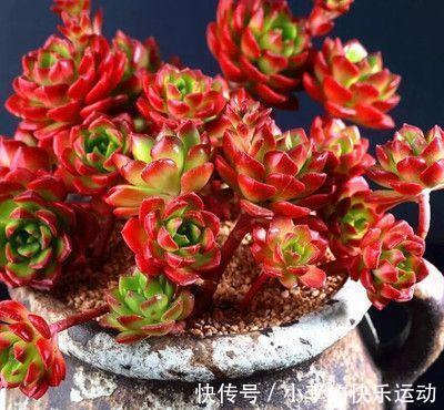 新手养多肉,就养6种“普货多肉”,简单养就有状态,满是成就感