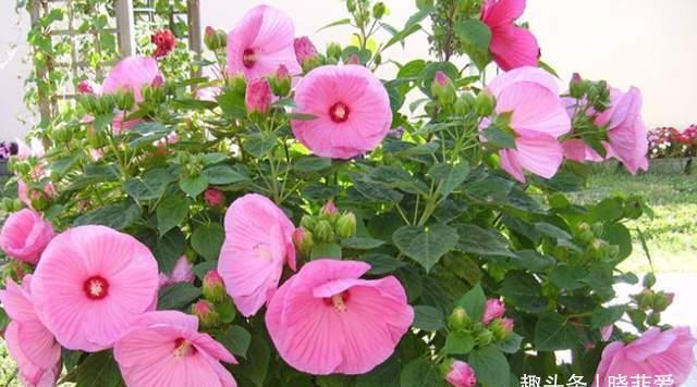 芙蓉葵|3种花耐寒又耐热，南北都能种，开花色彩艳丽，高雅大气