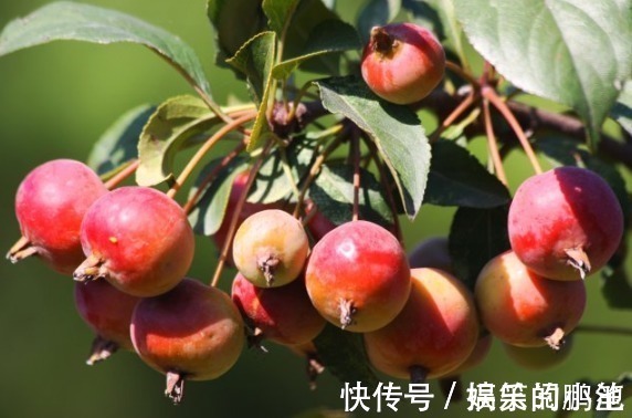 毒素|天冷了,每天当零食吃一颗,体内毒素没了,大肚子平了,更显年轻