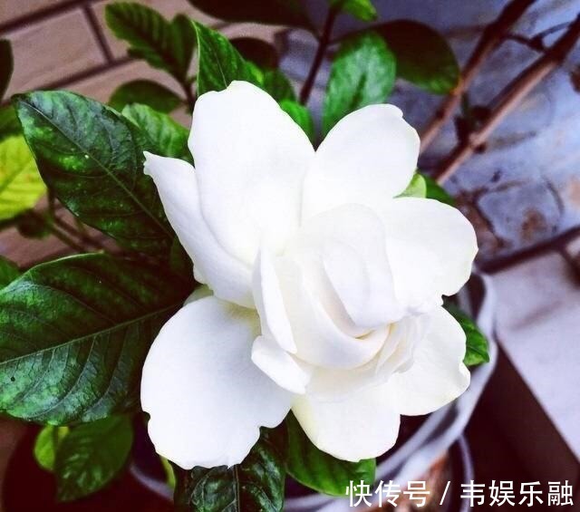 五个要点教你养栀子花,解决不开花,黄叶子,你也可以养好栀子花