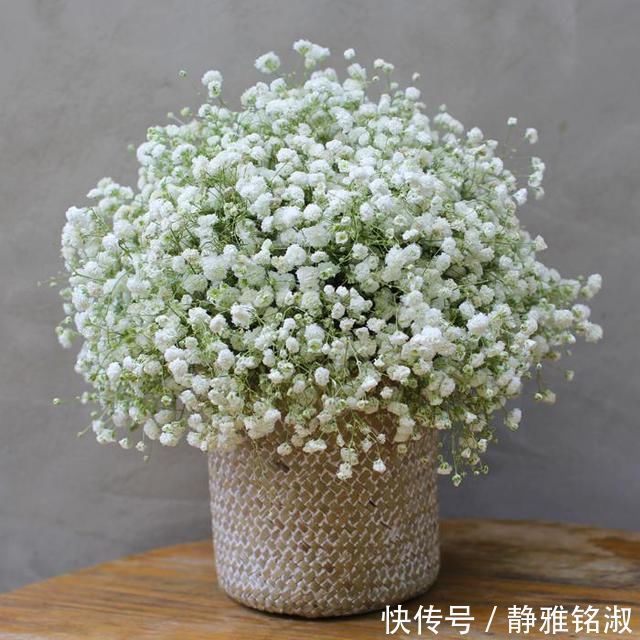 买4种花要想好,都是“1次性”花,开败了也就该扔了