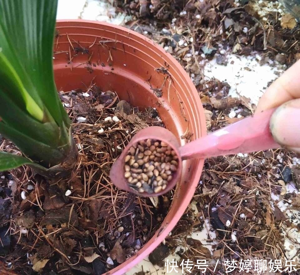 植株|养君子兰,了解4个“原则”,新叶整齐、翠绿,入冬长出花箭