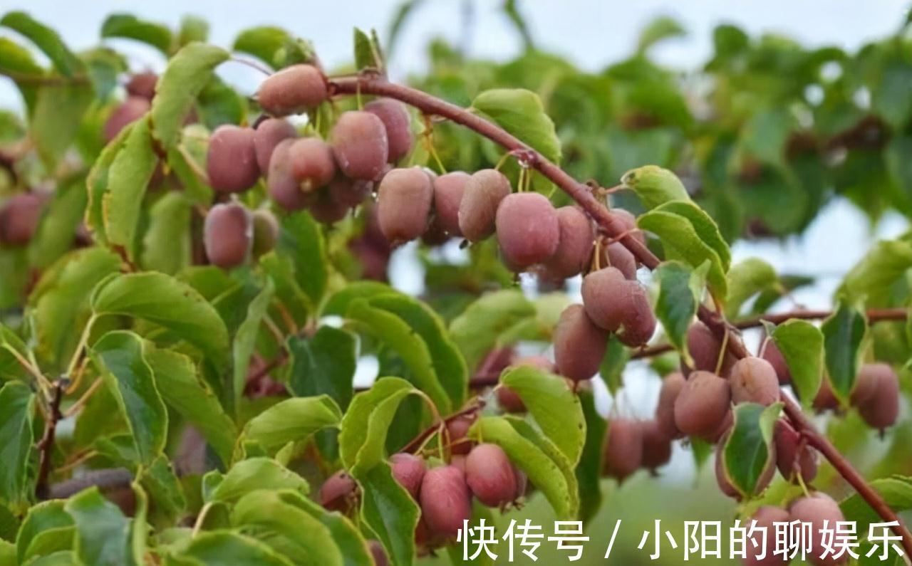 软枣猕猴桃|建议大家,家乡若有这种果树,就保护起来吧,别让人随意采摘