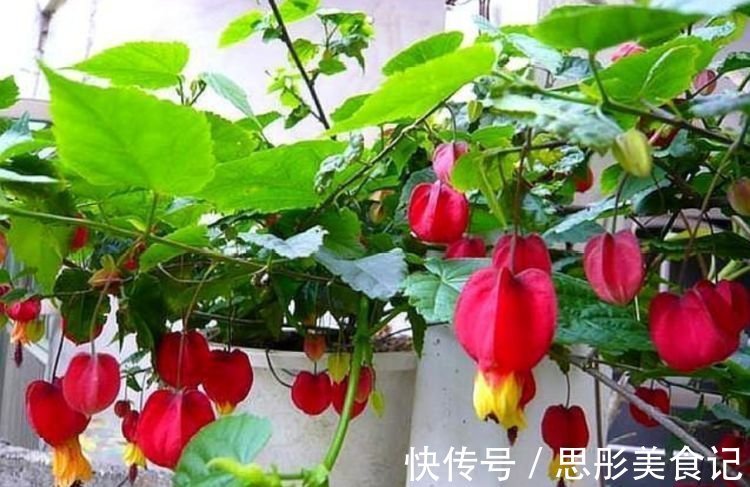 洋桔梗|养花就养4种花,家里养一盆,开花漂亮花期长,谁养谁喜欢