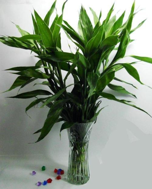 富贵竹养不好，扔个“药片”擦点“酒”，一根长2米，开花好兆头