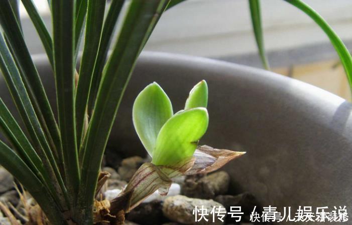 花友们|家中的兰花盆栽多年不开花,究其原因,不过是这3点没做好罢了