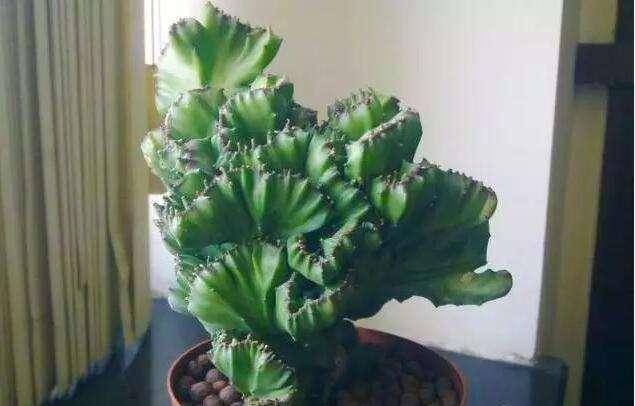 聪明人养这2种盆景，样子不招喜欢，寓意却极好，净化空气效果好