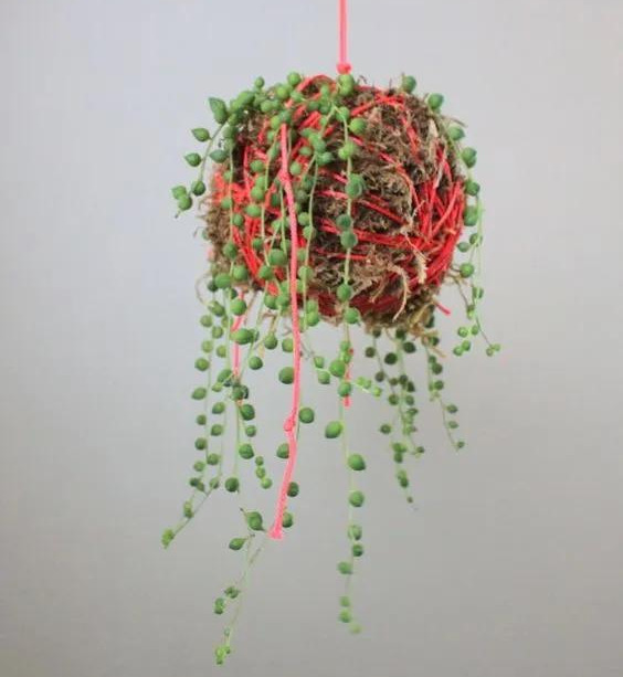 室内绿植种花不用盆，揉一个小球吊起来就让家里美翻