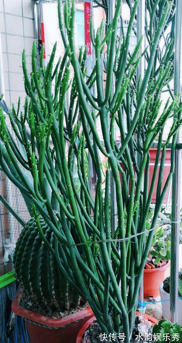 黄花茉莉|8种“小毒花”,叶子毒性大,家里若养着,光看别动它