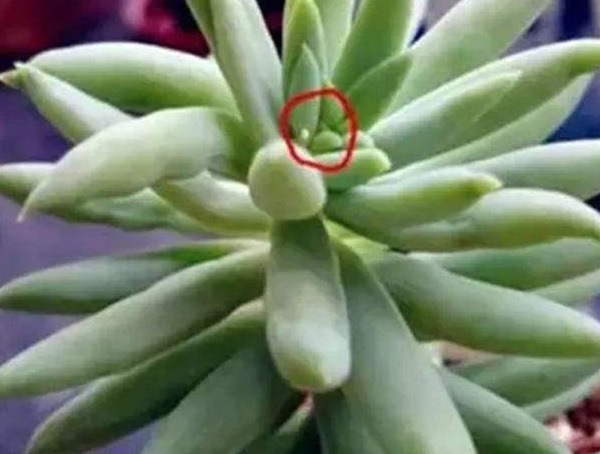 多肉植物长满了蚧壳虫,简单的方法处理下,多肉晶莹剔透更健康