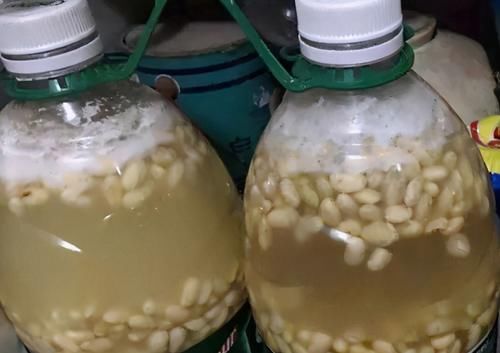 喜欢养绿植就多备些“黄豆水”，居家自制，不用多花钱、效果好