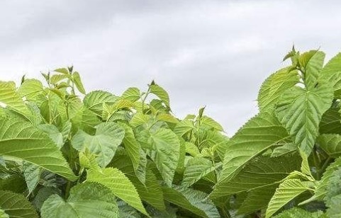 桑枝|你有脚气吗农村一种普通的树枝,专门治脚气,快速有效还免费!