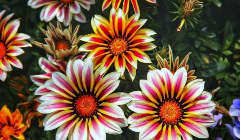 刚暴晒过的植物该不该马上浇水?养花人如何做好?