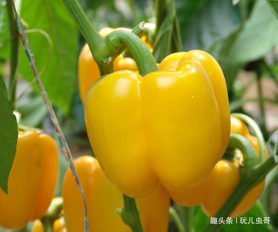 施肥|甜椒明目健胃，好看又好吃，掌握四点，种出高品质的甜椒来！