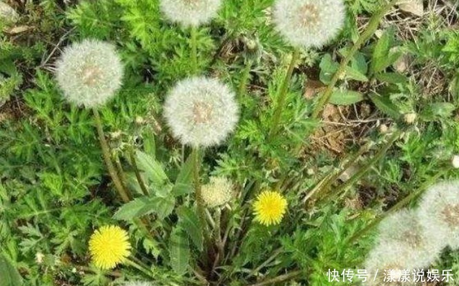 濕氣|蒲公英和此物一起泡,肝干凈了,濕氣沒了,皮膚更細膩