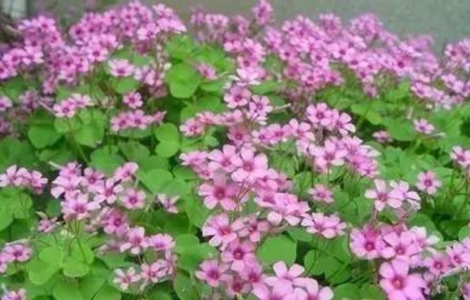 路边挖点野花，种盆里就活，浇点水就疯长，开花漂亮，人见人爱！