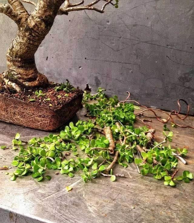 玉树修剪“3个重点”,养成百年大老树,全靠这一剪,越剪越值钱