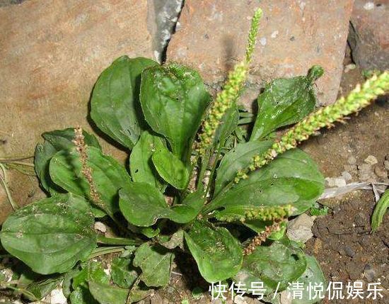 老农们|农村生长在墙角边的野草,老农们用它泡水喝,“止咳”效果好