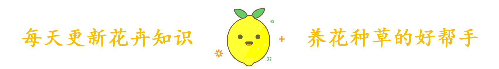 品种|冬养石斛问题多,把握三点,初冬长得壮