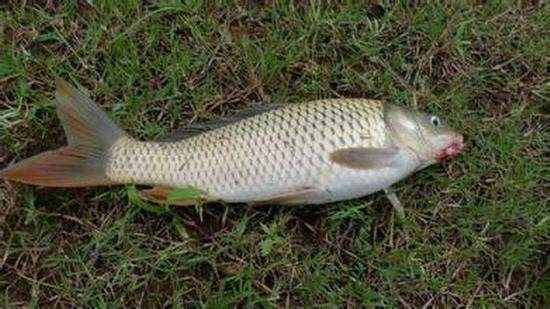 真口少，假口太多，老是不上鱼关键问题出在这里