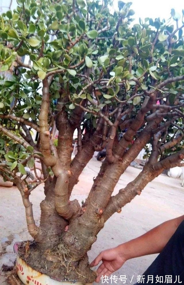 乌龟|4种“富贵花”能活一百年，家里养一盆，留给下一代，越来越值钱