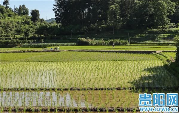 芒种|贵阳乌当区李资村：芒种时节，不误农时