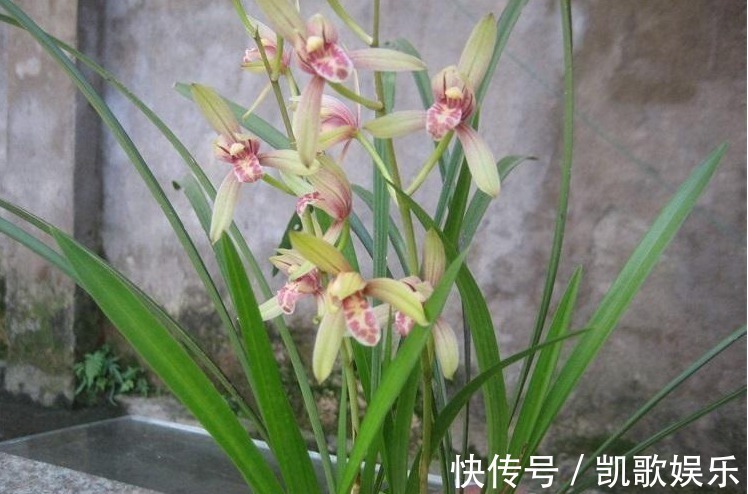 兰花难养,盆里丢以下“3样”东西,长势旺盛,开花成串